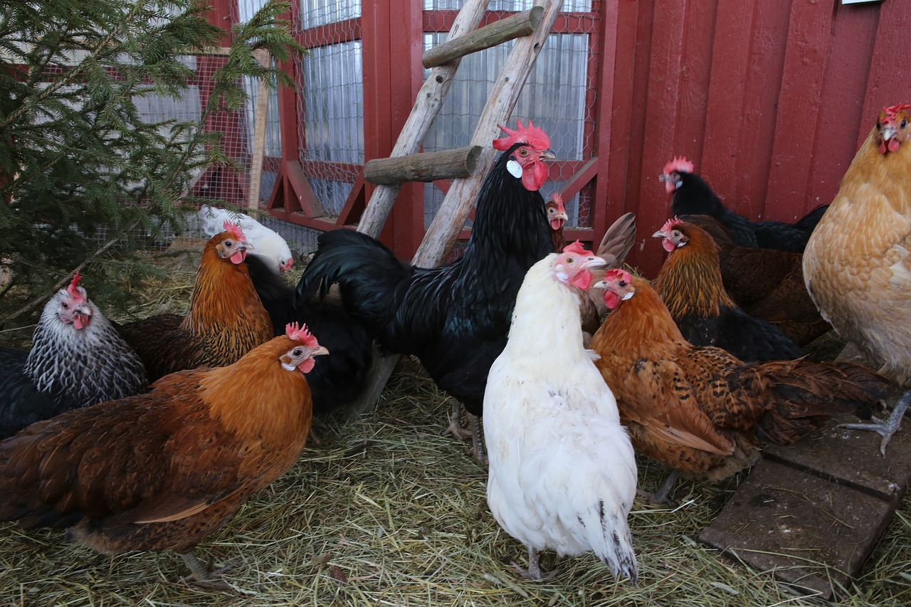 chicken hens coop frugal farm homestead