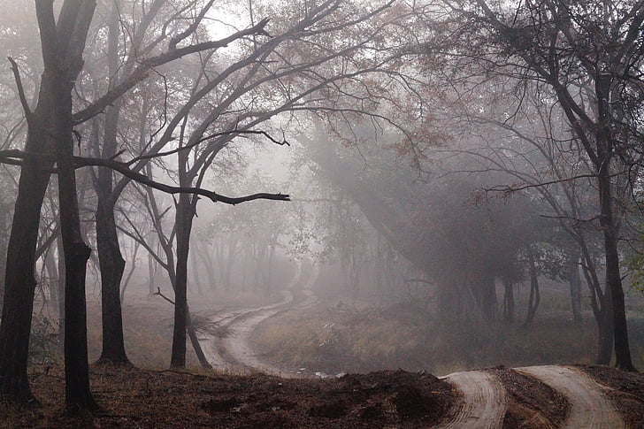 Legends and Mysteries of the Arkansas Hills